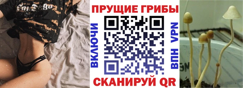 Купить где  Рассказово  Псилоцибиновые грибы Psilocybine cubensis 